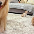 赤ちゃん子猫の前で…