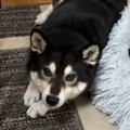 ワガママな犬が『逆…