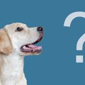 全問正解できる？犬…