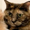 猫に愛され過ぎてし…