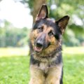 犬は人間の言葉を理…