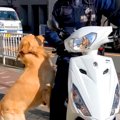 大型犬の散歩中『バ…