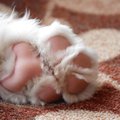 「ぷにぷに」に首っ…