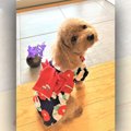 LAYLAのわんちゃん占…