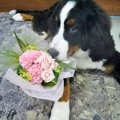 犬の感動する話ベス…