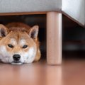犬が『ソファの下に…