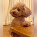 構ってほしい犬→相手…