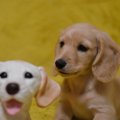 ミニチュアダックス…