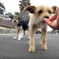路上生活の母子犬。…