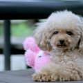 犬の肝硬変について …