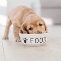犬がご飯の時にがっ…