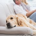 犬がソファの上に乗…