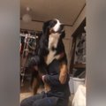 『大型犬は落ち着き…