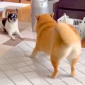 一緒に暮らす相棒犬…