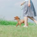 犬を危険にさらす『…