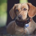 報酬ベースの犬のト…