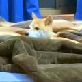 寂しがり屋の犬が寝…