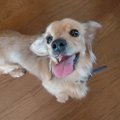 保護犬を飼って変わ…