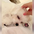 子犬を撫でるのを止…