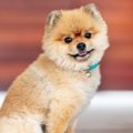 犬が他の犬をジッと…