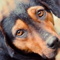 【体験談】犬を飼い…