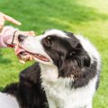 犬が叱られている時…