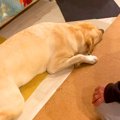 変な音がしたので駆…