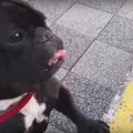 出待ち中の愛犬の姿…