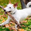 愛犬を木の枝で遊ば…