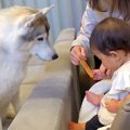赤ちゃんが大型犬に…