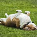 体が泥だらけ…。犬が…