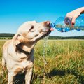 犬が一日に必要な『…