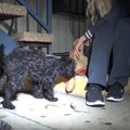 強い絆で結ばれた犬…