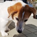飼い主が死んで保健…
