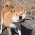 犬が『外で歩いてく…