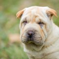 ブサカワな犬の今人…