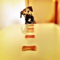 愛犬がご飯を食べな…