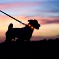 犬との『夏散歩』に…