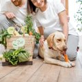 犬が食べても大丈夫…