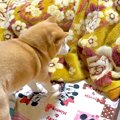 毛布で寝ていたら、…