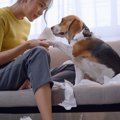 犬が『ごめんね』と…