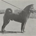 石州犬とは？絶滅し…