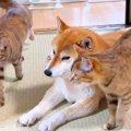 柴犬に次々と甘えに…