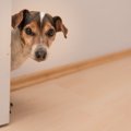 犬が飼い主について…