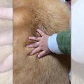 【話題】モフモフを…