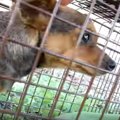 高速道路脇に居つい…