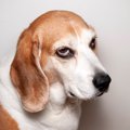 犬が『不機嫌』なと…