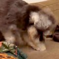 ソファーを夢中で掘…