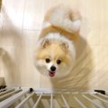 犬が"お留守番…