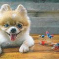 犬から人間に感染す…